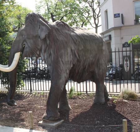mamut Museo de Historia Natural de Paris 