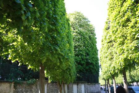 Bosque de Boulogne